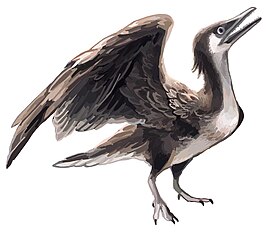 Yanornis