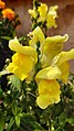 Yellow Snapdragon Flower