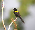 Yellow-mantled Widowbird, Ndassima, CAR (5958116143).jpg