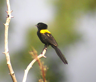 Yellow-mantled widowbird Species of bird