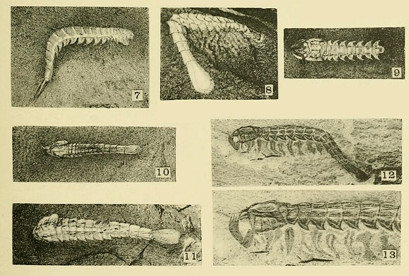 File:Yohoia tenuis Walcott Cambrian Geology and Paleontology II plate 29.jpg