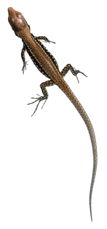 Yosh oddiy devor kaltakesagi (Podarcis muralis) .png