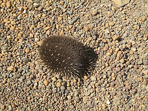 Tachyglossidae: Etimología, Taxonomía, Características