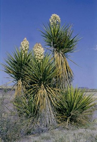 <i>Yucca faxoniana</i> Species of shrub