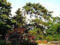 Parts of the arboretum as seen from the hilltop Gessner-Garten