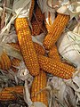 * Nomination Corn cobs of Zea mays --Llez 17:18, 14 September 2010 (UTC) * Promotion Ok. --kallerna 06:36, 15 September 2010 (UTC)