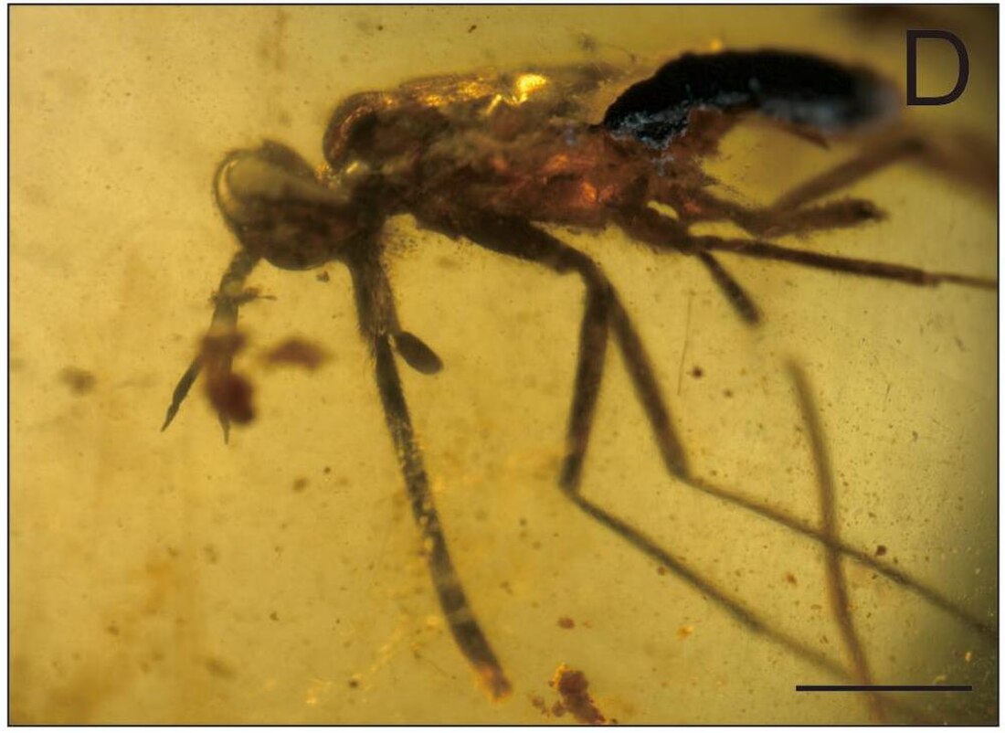 Zhangsolvidae