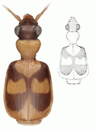 <i>Asklepia</i> Genus of beetles