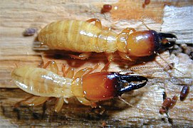 Termite Zootermopsis nevadensis