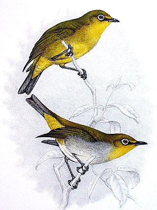 <span class="mw-page-title-main">Cape white-eye</span> Species of bird