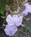 Zygopetalum maculatum