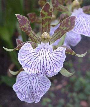 Zygopetalum: Beschreibung, Verbreitung, Systematik und botanische Geschichte