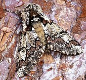 Forewing pattern of many moths such as Biston strataria, the oak beauty moth, coincides with pattern on the narrow margin of hindwing visible at rest. (1930) Oak Beauty (Biston strataria) (cropped).jpg