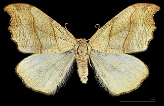 (MHNT) Falcaria lacertinaria - Lipnik, Czech Republic - female dorsal.jpg
