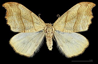 Dorsal side