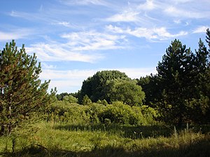 Лугові низини в заказнику