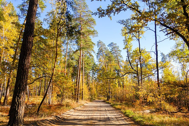 File:Осенняя дорога в заповедном лесу - panoramio.jpg