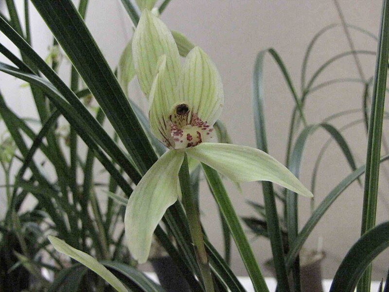 File:春劍雙藝 Cymbidium longibracteatum 'Double Art' -香港沙田國蘭展 Shatin Orchid Show, Hong Kong- (12304546286).jpg