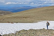 Tourist observes reindeer next to Besseggen trail in Jotunheimen National Park.