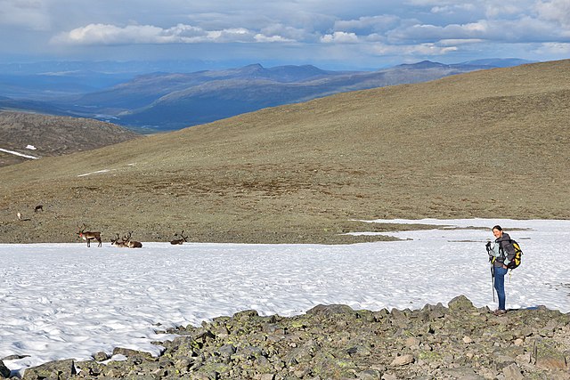 Tourist observes reindeer next to Besseggen trail in Jotunheimen National Park.