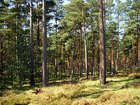 Ueckermünde Heath