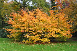 Persian Ironwood Tree (Parrotia persica) - Domaine de Mariemont in Morlanwlez-Mariemont, Belgium.