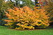 0 Parrotia persica - Parc de Mariemont (1).JPG