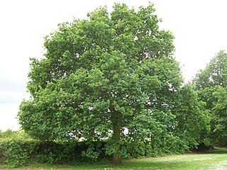 <i>Quercus <span style="font-style:normal;">subg.</span> Quercus</i> Subgenus of Oak trees