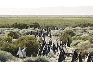 Magellanic penguin colony with the archeological site of Nombre de Jesus in the background 150 - Cap Virgenes - Manchot de Magellan - Janvier 2010.JPG