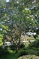 Arbre, Jardin botanique de San Diego, Californie, USA