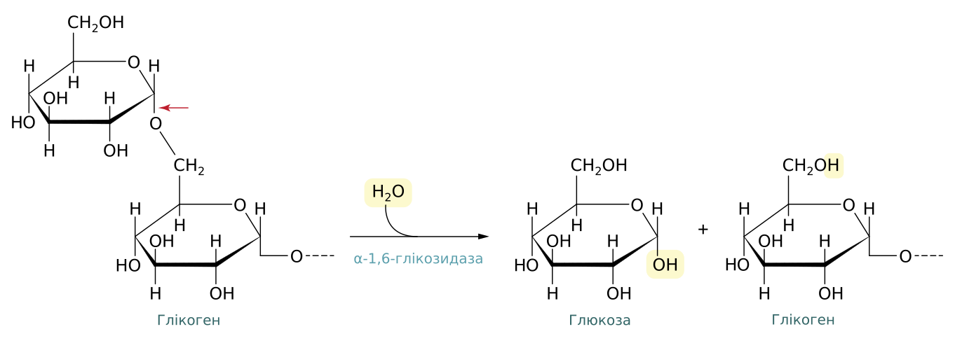 4 1 6 1 глюкоза. Реакция катализируемая амило 1-6 гликозидазой. Реакции катализируемые олиго 1 6 гликозидазой. Амило Альфа 1 6 глюкозидаза. Амило-1,6-глюкозидазы.