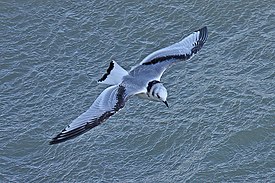 Gaviota tridáctila común (Rissa tridactyla)