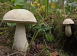 Leccinum holopus