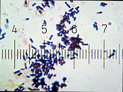 Melkesyrebakterien (Lactobacillus acidophilus), avstanden mellom de nummererte strekene er ca. 11 µm