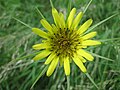 Großer Bocksbart (Tragopogon dubius)