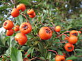 Pyracantha.