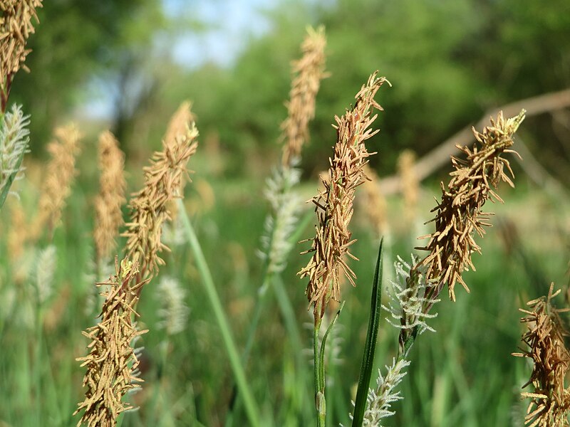 File:20150424Carex muricata1.jpg