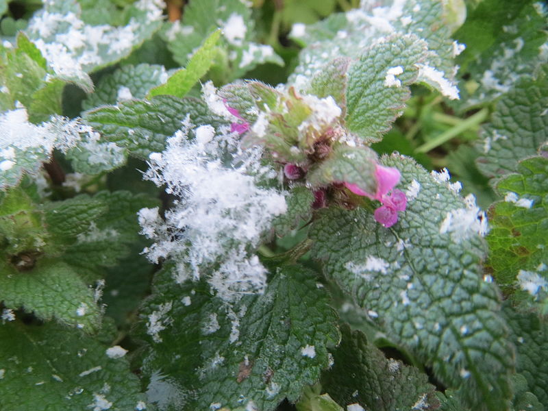 File:20160117Lamium purpureum2.jpg