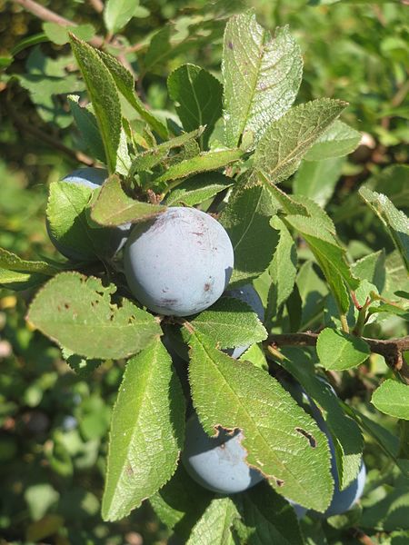 File:20160816Prunus spinosa2.jpg