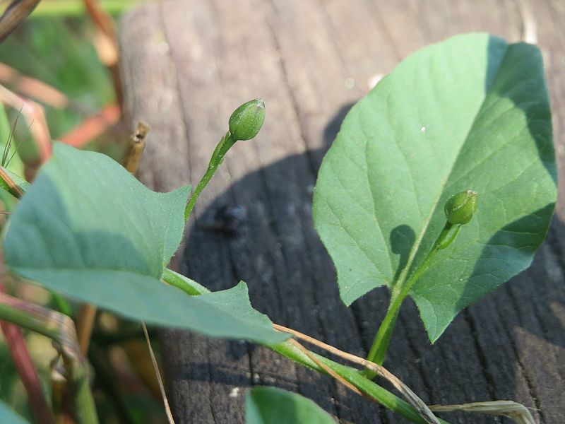 File:20170602Convolvulus arvensis2.jpg