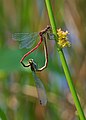 Frühe Adonislibelle - Pyrrhosoma nymphula, Paarung