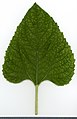 * Nomination Helianthus annuus. Leaf adaxial side. --Knopik-som 00:16, 5 August 2021 (UTC) * Promotion  Support Good quality. --Steindy 00:38, 5 August 2021 (UTC)