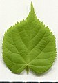 * Nomination Tilia cordata. Leaf adaxial side. --Knopik-som 23:10, 12 September 2021 (UTC) * Promotion  Support Good quality. --Steindy 00:07, 13 September 2021 (UTC)