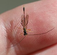 ♀ Dorsalansicht