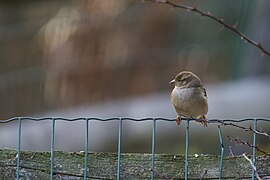 20240115 house sparrow casa PD109300.jpg