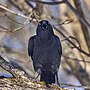 Thumbnail for File:20240204 american crow 646 PD204724 1.jpg