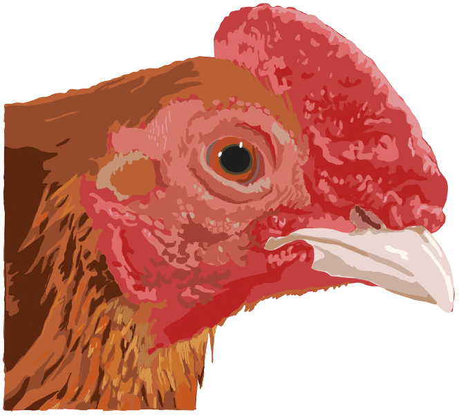 File:202404 A chicken with walnuts comb.svg