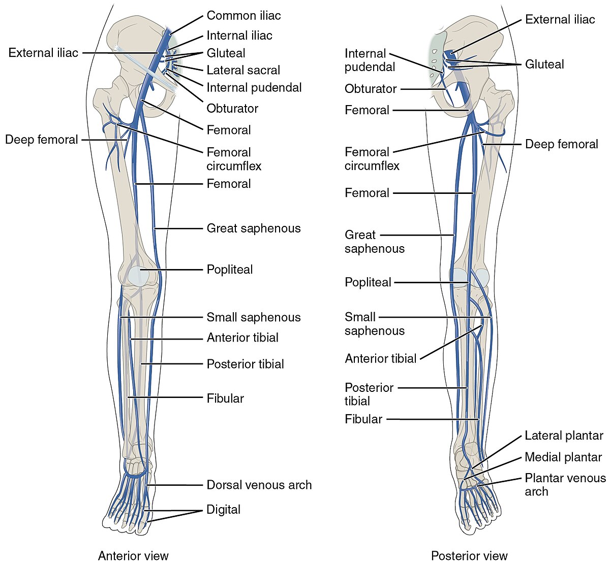 superficial femoral vein