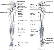 2136ab Lower Limb Veins Anterior Posterior.jpg