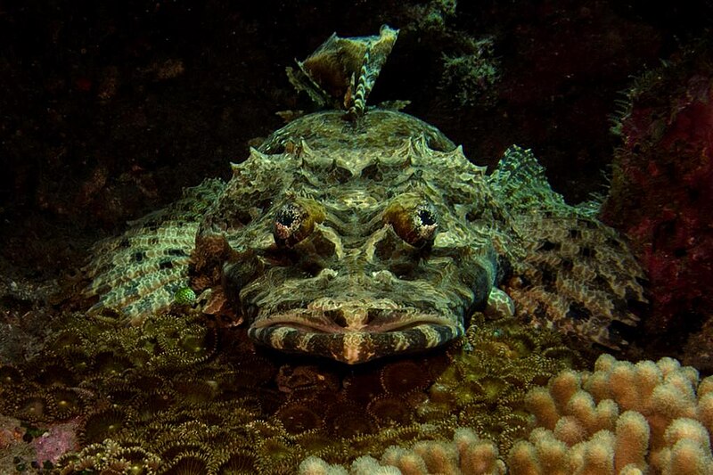 File:28-EastTimor-Dive Sandy-Bottom 13 (Crocodile Fish)-APiazza.JPG